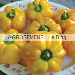 poivron bio mandarine - semences maraîchères AGROSEMENS