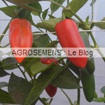 poivron-arwen bio - semences maraîchères AGROSEMENS