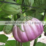 aubergine rose bio - semences AGROSEMENS