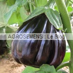 aubergine bio - semence AGROSEMENS