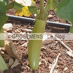 aubergine bio - semences AGROSEMENS