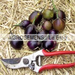 aubergine bio - semences AGROSEMENS