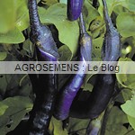 aubergine bio - semences AGROSEMENS