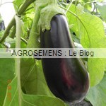 aubergines bio - semences bio AGROSEMENS