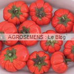 Aubergine bio - semences AGROSEMENS