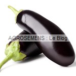 aubergine bio - semences potagères AGROSEMENS