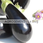 aubergines bio - semences AGROSEMENS