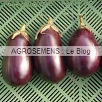 aubergine bio - semences AGROSEMENS