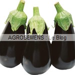 AUBERGINE bio - semence AGROSEMENS