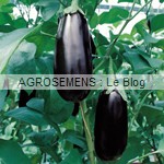 AUBERGINE bio - semence AGROSEMENS