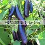 AUBERGINE bio - semences AGROSEMENS