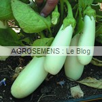 AUBERGINE blanche bio - semences AGROSEMENS