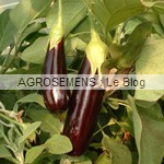 Aubergine bio - semence AGROSEMENS