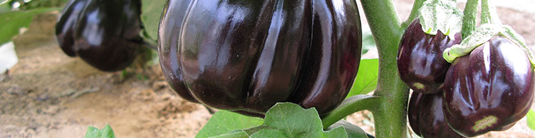 aubergines bio