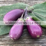 aubergine bio black Bell -semences AGROSEMENS