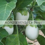 aubergine blanche - semences bio AGROSEMENS