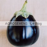 aubergine - semence AGROSEMENS