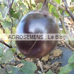 aubergine bio - semence AGROSEMENS