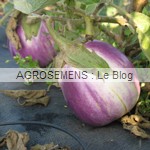 aubergine violette de Florence - semence bio AGROSEMENS