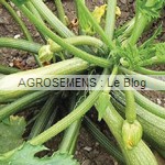 Alberello courgette semence bio - AGROSEMENS