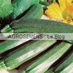 Black beauty courgette semence bio - AGROSEMENS
