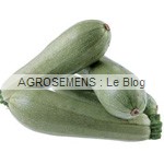 courgette Blanche semences bio - AGROSEMENS