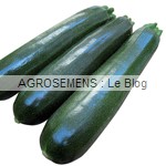 courgette semences bio AGROSEMENS