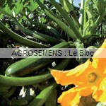 Cassiopee courgette semence bio - AGROSEMENS