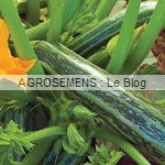 Cocozelle courgette semence bio - AGROSEMENS