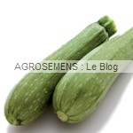 Faenza courgette semence bio - AGROSEMENS