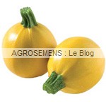 Floridor semence courgette bio - AGROSEMENS