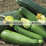 Genovese courgette semence bio - AGROSEMENS