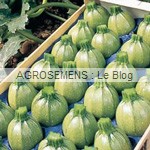 Geode semence courgette bio - AGROSEMENS