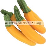 Gold rush courgette jaune semence bio - AGROSEMENS