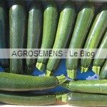 Kopana courgette semence bio - AGROSEMENS