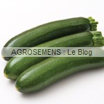 NORIAC courgette semence bio - AGROSEMENS