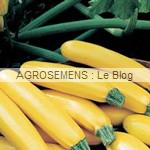 Parador courgette semence bio - AGROSEMENS