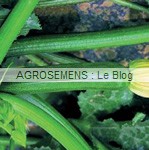 Partenon courgette semence bio AGROSEMENS