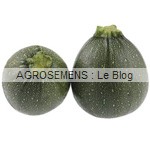 Satellite semence courgette bio - AGROSEMENS