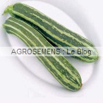 Striee de Naples semence courgette bio - AGROSEMENS