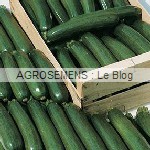 Tempra courgette semence bio - AGROSEMENS