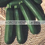 Verte des maraîcher - semence courgette bio - AGROSEMENS