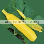 Yellowfin semence courgette bio - AGROSEMENS