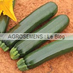 Zelia semence courgette bio - AGROSEMENS
