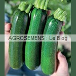 Zodiac semence courgette bio - AGROSEMENS