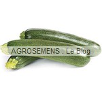 Zuboda semence courgette bio - AGROSEMENS