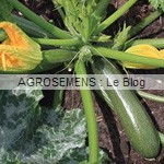 Zucchini courgette semence bio - AGROSEMENS