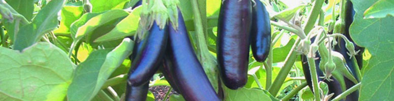 aubergine semence bio AGROSEMENS