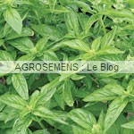 basilic semence aromatiques bio AGROSEMENS