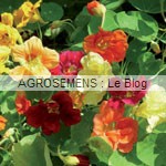 capucine fleurs bio semence AGROSEMENS